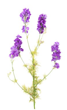 Beyaz izole mavi kır çiçeği