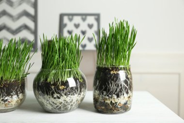 Şeffaf tencere taze yeşil çimenlerin üzerinde tablo ile