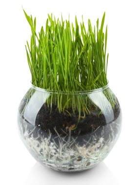 Yeşil çim üzerinde beyaz izole şeffaf tencerede