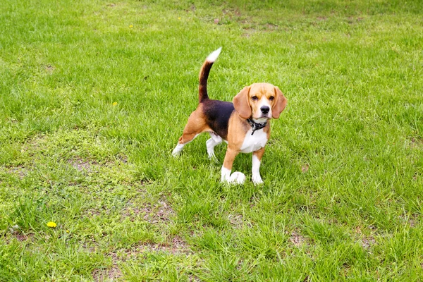 Cute dog in park — Stock Photo, Image