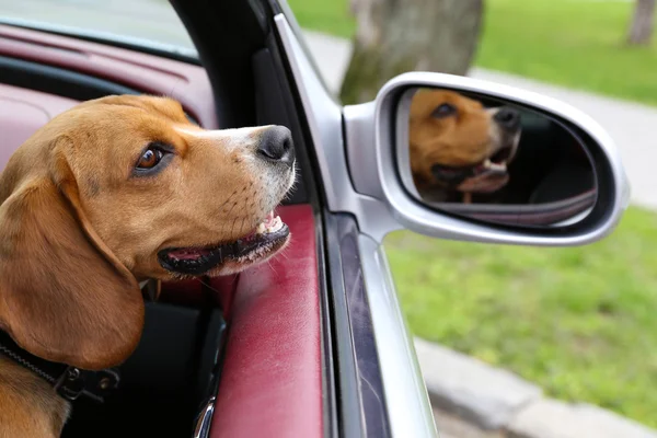 Carino cane in auto — Foto Stock