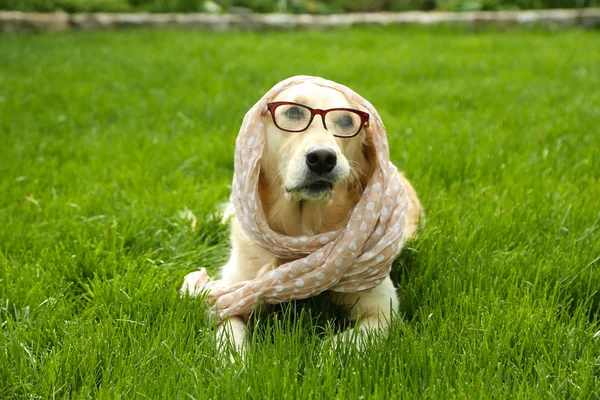 Adorable Labrador in glasses and scarf — Zdjęcie stockowe