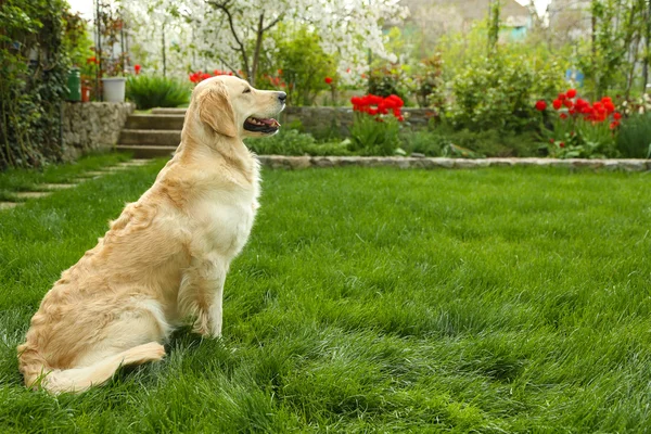 Labrador, siedząc na zielonej trawie — Zdjęcie stockowe