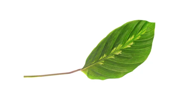 Tree leaf isolated on white — Stock Photo, Image