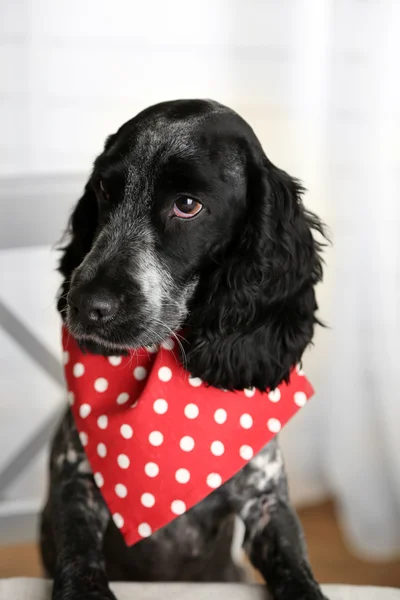 Hond plaat van brokjes kijken op eettafel — Stockfoto