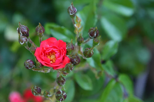 Rose poussant dans le jardin — Photo