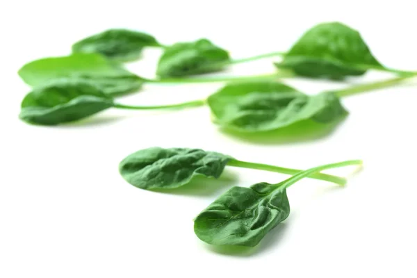 Verse spinazie bladeren geïsoleerd op wit — Stockfoto