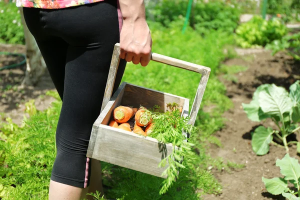 Женские руки с деревянной корзиной свежей моркови в саду — стоковое фото