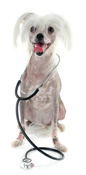 Hairless Chinese crested dog with stethoscope isolated on white — Stock Photo, Image