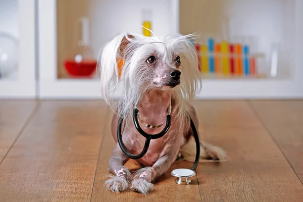 Perro de cresta chino sin pelo con estetoscopio en laboratorio —  Fotos de Stock