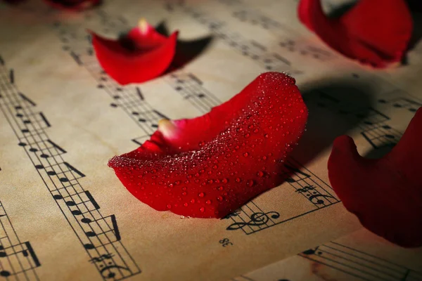 Beautiful rose petals on music sheets, closeup — Stock Photo, Image
