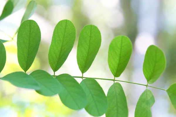 Gröna blad av akacia trädgren, närbild — Stockfoto