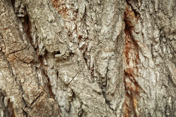 Écorce d'arbre texture fond — Photo