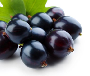 Yeşil yaprakları ile vahşi Siyah frenk üzümü