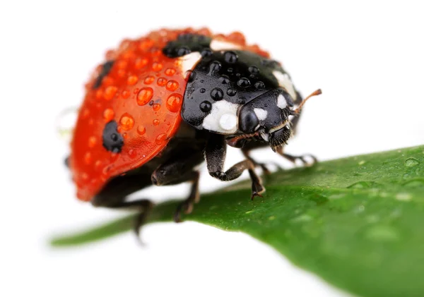 Coccinelle sur feuille, gros plan — Photo