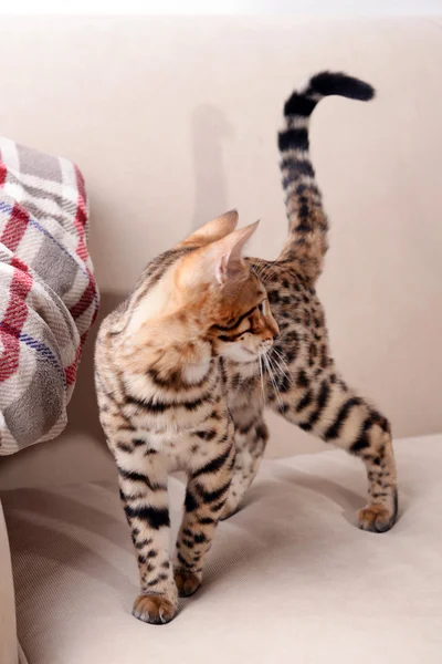 Kaunis Bengal kissanpentu sohvalla — kuvapankkivalokuva
