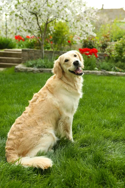 Entzückender Labrador sitzt — Stockfoto