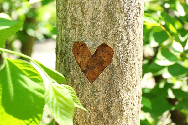 Corazón tallado en árbol — Foto de Stock