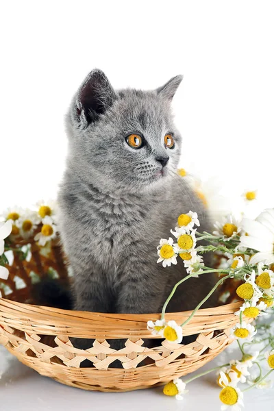 Kitten in wicker bowl with chamomiles — Stock Photo, Image