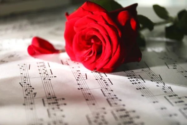 Hermosa rosa en hojas de música — Foto de Stock