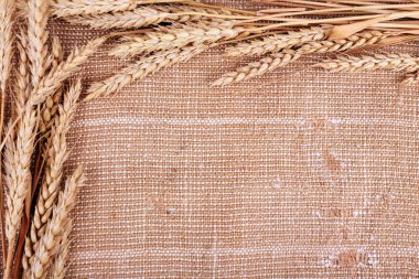 Spikelets yas arka plan üzerinde