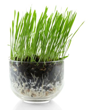 Yeşil çim üzerinde beyaz izole şeffaf tencerede