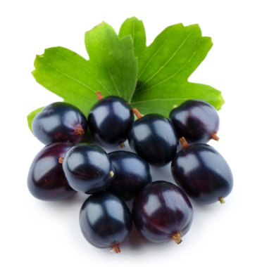 Beyaz izole yeşil yaprakları ile vahşi Siyah frenk üzümü