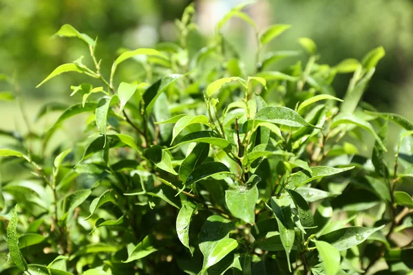 Cespuglio di tè verde con foglie fresche — Foto Stock