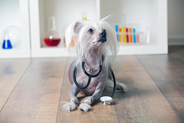 Haarloze chinese crested dog — Stockfoto