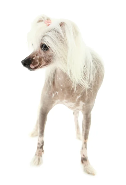 Chinese Crested dog — Stock Photo, Image