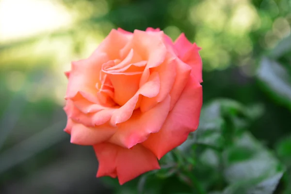 Rosa creciendo en el jardín —  Fotos de Stock
