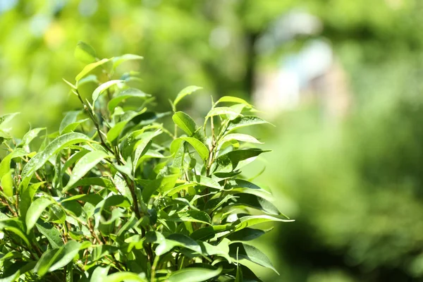 Grönt te bush med färska blad — Stockfoto