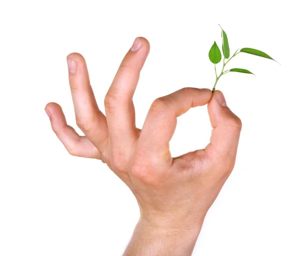 Male hand with green plant — Stock Photo, Image
