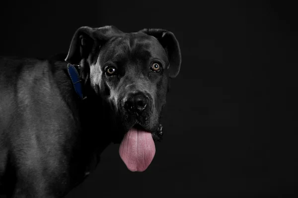 Cane corso perro italiano sobre fondo negro —  Fotos de Stock