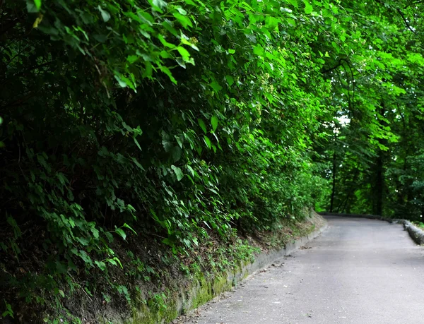 Gångväg och grönt träd i parken — Stockfoto