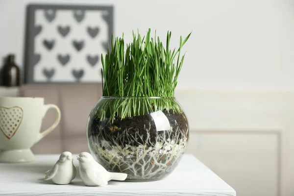 Transparenter Topf mit frischem grünen Gras auf dem Tisch — Stockfoto