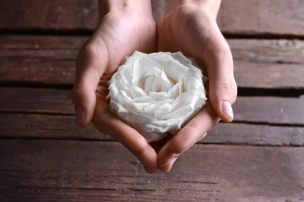 美しい白い女性の手のクローズ アップでバラのつぼみ — ストック写真
