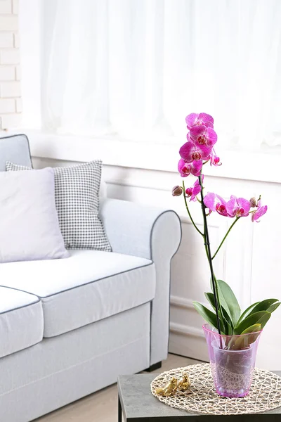 Schöne lila Orchidee im Topf auf dem Tisch im Zimmer — Stockfoto