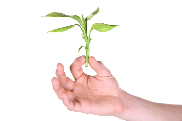 Male hand with green plant — Stock Photo, Image