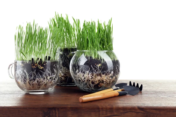 Green grass in transparent pots — Stock Photo, Image