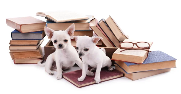 Chihuahua câini și grămadă de cărți — Fotografie, imagine de stoc