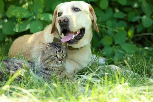 Vriendelijke hond en kat rust over groen gras — Stockfoto