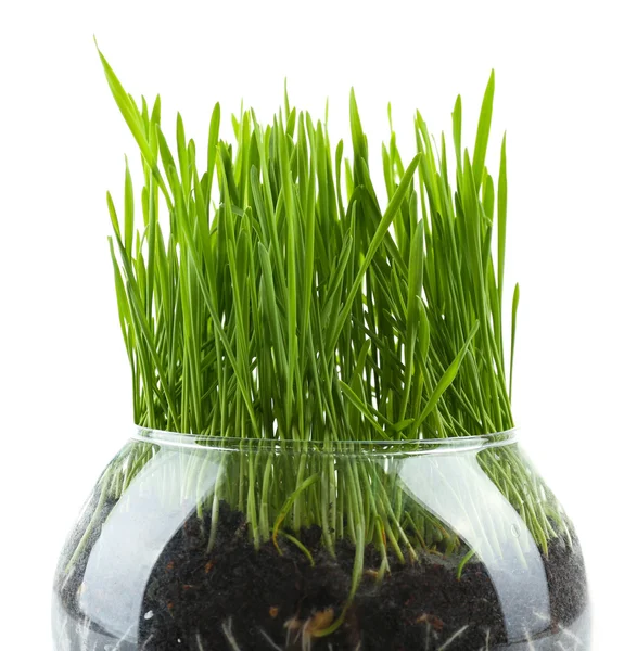 Green grass in transparent pot — Stock Photo, Image