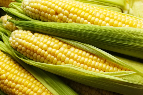 Frischer Mais auf Kolben, Nahaufnahme — Stockfoto