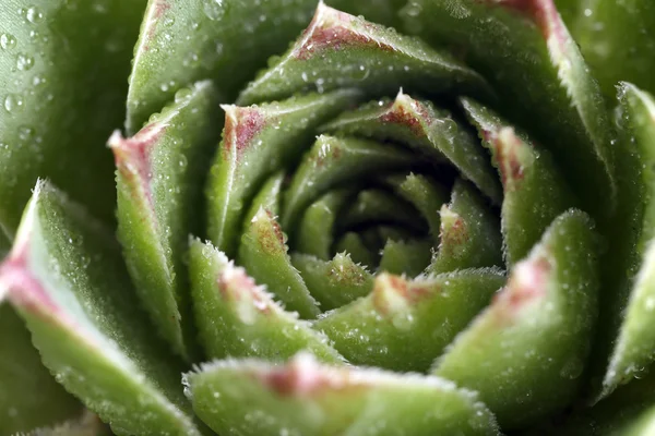 Pianta succulenta con gocce d'acqua — Foto Stock