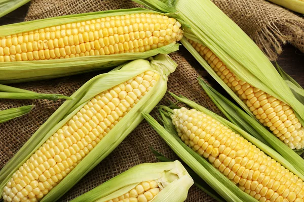 Fresh corn on cobs on sackcloth, closeup — Stock Photo, Image