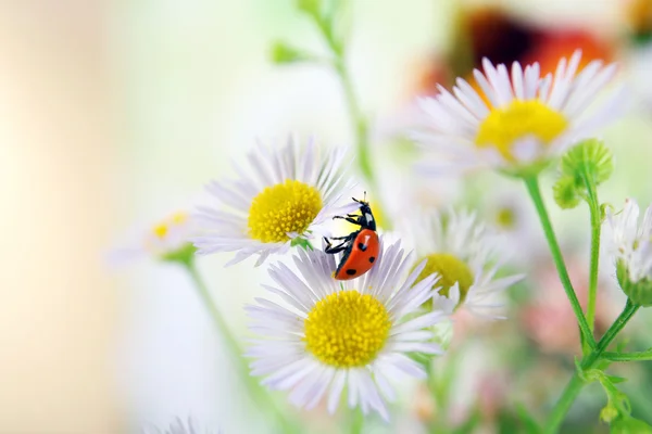 Nyckelpiga på blomma, närbild — Stockfoto