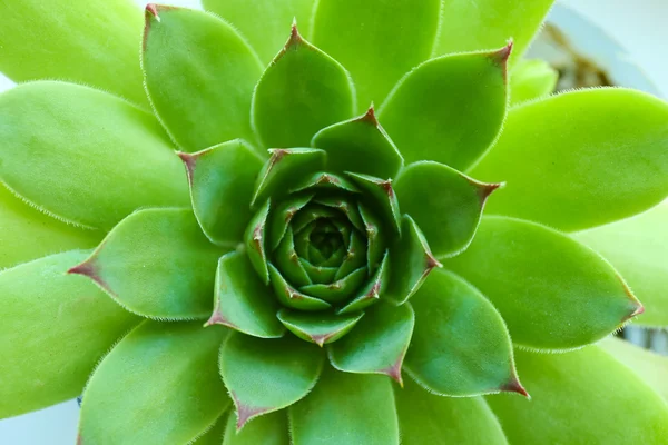 Belle plante succulente — Photo