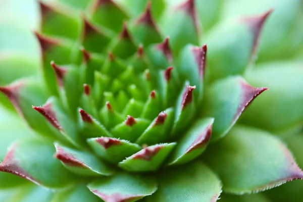 Krásná sukulentní rostlina — Stock fotografie