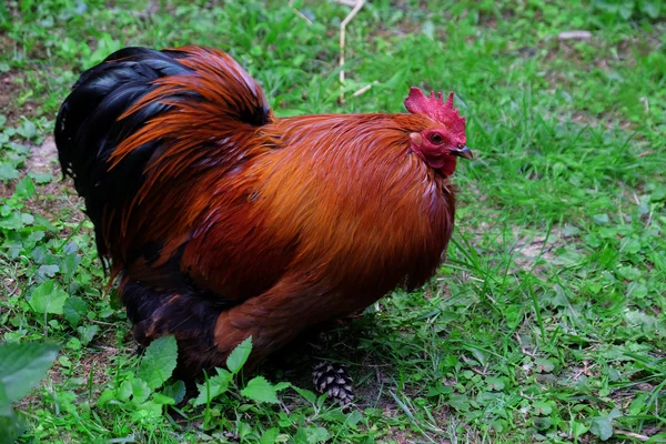 Galo na grama verde — Fotografia de Stock